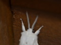 White, Fuzzy, Woolly Bear Moth - Pure White Moth Picture