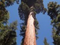 Giant Sequoia