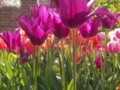 Fuschia Colored Tulips