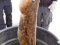 Eelpout Festival 2010 #7