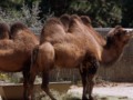 Camels at the Denver Zoo