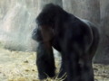 Gorilla at the Denver Zoo - Awesome Animal