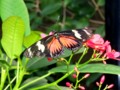 Butterfly Pavilion - Butterfly - Westminster, Colorado