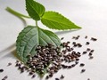 chia leaf and seeds