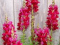 Red Snapdragons Standing Tall...