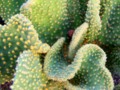 #Curly #Cactus in the #Yard