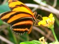 #Orange #Striped #Butterfly