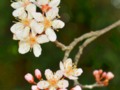 Plum Tree Blossoms!