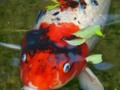 Koi Face!