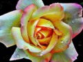 365 Day Project: Yellow and Pink Rose