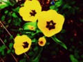 365 Day Project: Yellow Tulips