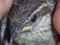 Baby wren almost ready to leave the nest