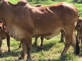 Disponibles para la venta. 3 vacas BRAHMAN ROJO PURAS CON REGISTRO, vacas de excelente genetica. Ubicadas Cerca a Puerto Salgar Cundinamarca. $5.000.000 cada una incluyendo la cria de la vaca parida. Información Whatsapp. 3108452268. . . . . . #instagram #rehagronegocios #brahman #brahmanrojo #ganadodeceba #machogordo #ganadogordo #ganadopuro #campo #guzera #guzolando #asistenciatecnica #productividad #ofertalaboral #agronegocio #agronegocios #Girolanda #gyrolandoplus #gyrolandas #lecheria #lecheriatropical