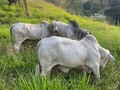 Cuantos días es lo normal de dejar descansar los toros después de haber padreado un lote ?? 👇👇👇👇👇