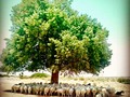 Un árbol dice más que mil palabras 👍 #calentamientoglobal #sombrio #ganaderia