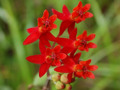 Red Wildflowers