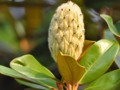 Magnolia Seed Pod