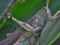 Green & Yellow Grasshopper