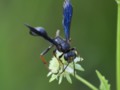 Blue Wasp