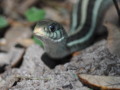 Florida Garden Snake