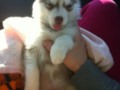 Derpy Husky Puppy about to fall asleep