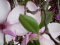 Purple Magnolia - Purple Tulip Tree Flowers Photo