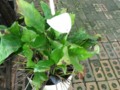 Container Gardening Easter Lily Potted Plant Photo