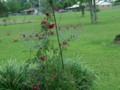 Wild Red Rose Bush Trellis Plant Photo