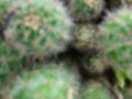 Container Gardening Soft Spine Cactus Plant Photo