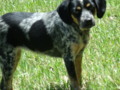 Blueberry Blue Tick Hound Dog Animal Photo