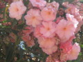 Clusters of Pink Flowers