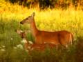 White Tail Doe and Fawn in Meadow