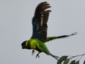 28 parrot in flight