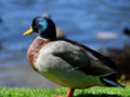 Australian Native Wildlife duck