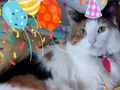 Hoy es el cumple #2 de la mas chiquita de la casa, de la princesa peluda como dice mi mama, de Shanny la muñequita... I love u lil sis although sometimes we fight because you bite my tail... Same way I'll wish you a happy birthday 😽🎂💕 #catlover #shannyorchannel #catstagram #Calicocat #cat #Instacat #birthday #party #lovely #love #cute #cutecats