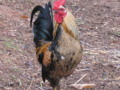 Light Brown Leghorn Rooster