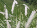 White Cotton Grass Flower