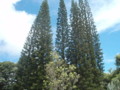 Cook Pines Against a Blue Hawaiian Sky