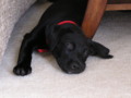 Sleepy Black Lab with Red Collar