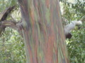 Rainbow Gum Tree in Hawaii