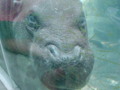 Baby Hippo Underwater