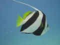 Moorish Idol Fish (Kihikihi)