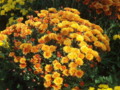 Marigolds at the Omaha Botanical Gardens