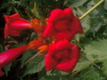 Red Bell-Shaped Flowers