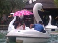 Swan Ride - The Enchanted Kingdom