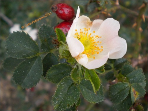 White Flower With Red Berries | RedGage