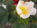 White Flower With Red Berries