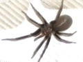 Black House Spider