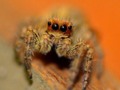 Jumping spider with six eyes