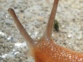 Closeup of Eyestalks on a Land Slug